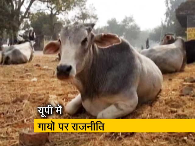 गाय पर सियासत, गांव वाले परेशान