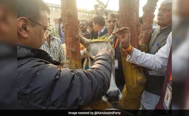 Arvind Kejriwal Visits "Country's Best" Cow Shelter, Takes A Shot At BJP