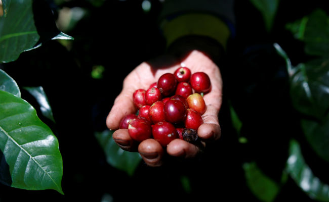 More Than Half The World's Coffee Varieties Face "Extinction Risk"