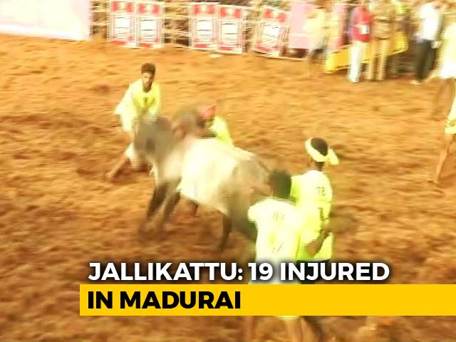 19 Injured At Jallikattu Event In Tamil Nadu. 1,000 Bulls At Mega Fest
