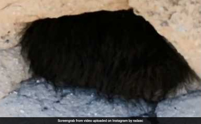 Hikers Poke 'Sleeping Animal'. It Turns Out To Be Something Much More Terrifying