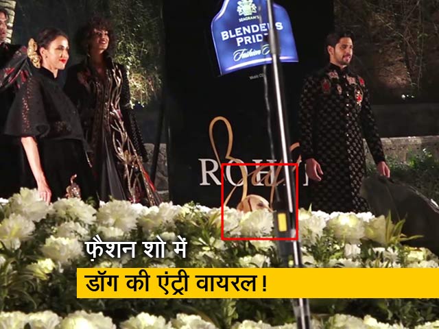 सिद्धार्थ मल्होत्रा के रैंप शो में डॉग की एंट्री