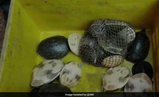 Man Trying To Sell 19 Tortoises At Fish Market Arrested In West Bengal