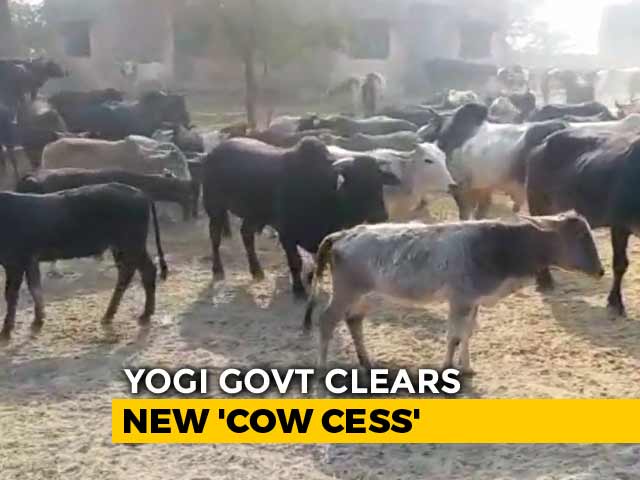 "Cow Cess" Is Yogi Government's Idea To Tackle Stray Cattle In UP