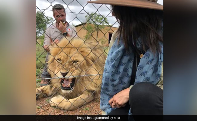 जंगल में सफारी कर रही थी ये एक्ट्रेस, अचानक शेर ने किया हमला और फिर... देखें Video