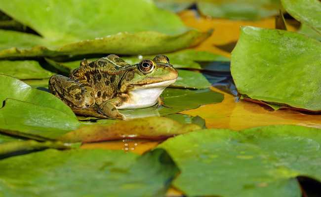 Frog Calls Can Help Improve Radio Communication, Study Shows