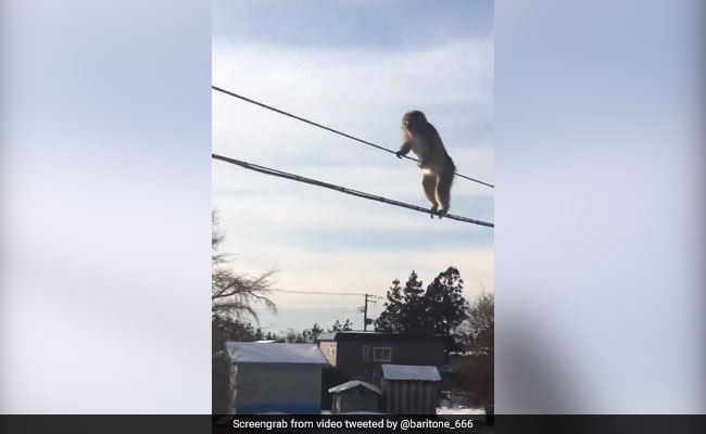 Watch: Daredevil Monkeys Go Viral For High-Wire Balancing Act