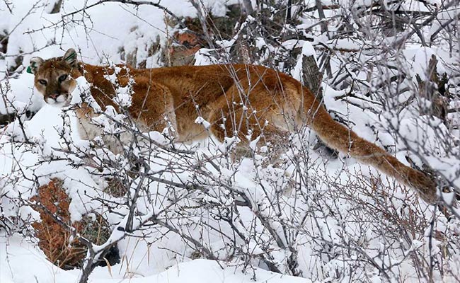 Colorado Jogger Fends Off, Kills Mountain Lion On Rural Trail