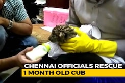 Leopard Cub Smuggled From Bangkok To Chennai. Watch Airport Staff Feed It Leopard Cub Smuggled From Bangkok To Chennai. Watch Airport Staff Feed It
