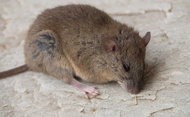 This Rodent Is First Mammal Made Extinct By Climate Change: Researchers