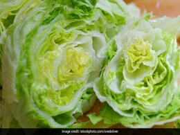 This Genetically Modified Lettuce May Help In Healing Bone Fracture This Genetically Modified Lettuce May Help In Healing Bone Fracture