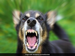 कुत्ते को बेरहमी से पीट रहा था शख्स, रोकने पर नहीं रुका तो युवक ने अन्य व्यक्ति को काटा और फिर... कुत्ते को बेरहमी से पीट रहा था शख्स, रोकने पर नहीं रुका तो युवक ने अन्य व्यक्ति को काटा और फिर...