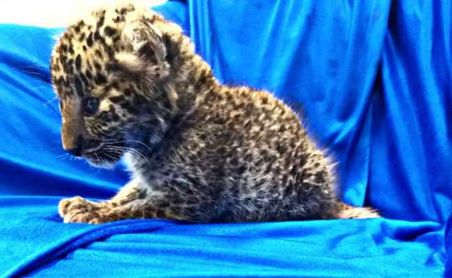 Leopard Cub Smuggled From Bangkok To Chennai. Watch Airport Staff Feed It