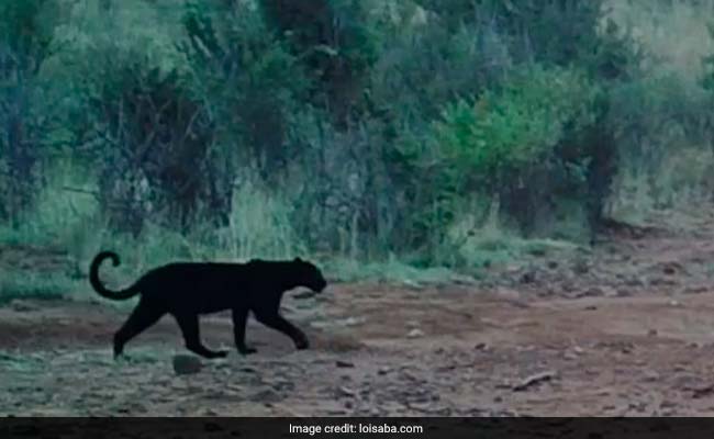 Elusive 'Black Panther' Alive And Well In Kenya, Study Shows