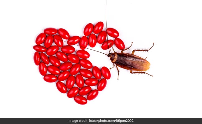 On Valentine's Day, Name A Cockroach After Your Ex, Thanks To This Zoo