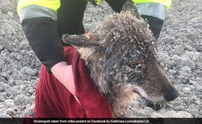 Construction Workers Rescue 'Dog' From Icy River. It Turns Out To Be A Wolf