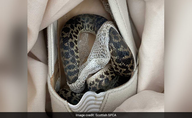 Python Travels From Australia To Scotland, Hidden In Woman's Suitcase