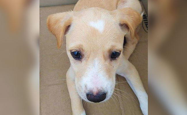 On Valentines Day, Puppy With Heart-Shaped Spot Waits For Home In Chennai