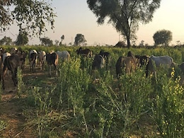 यूपी में गोशालाओं के नाम पर सिर्फ 'हवाबाजी', कहीं दलदल तो कहीं भूख से मर रही हैं गायें, अब तक 36 की मौत यूपी में गोशालाओं के नाम पर सिर्फ 'हवाबाजी', कहीं दलदल तो कहीं भूख से मर रही हैं गायें, अब तक 36 की मौत