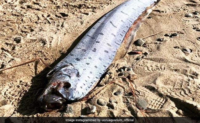 Why Sightings Of This Rare Fish In Japan Have People Panicking