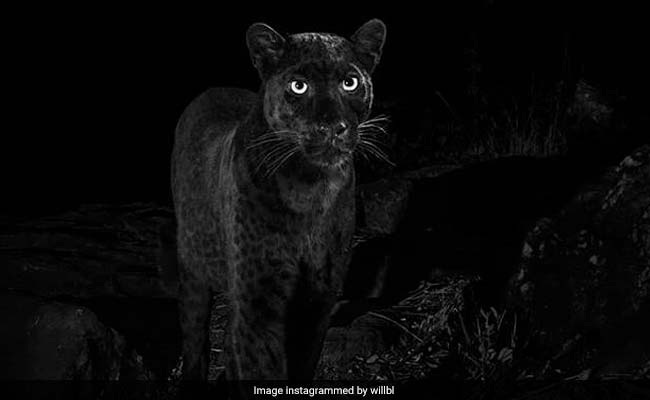 These Black Leopard Photos Are Awesome - But Definitely Not First In 100 Years