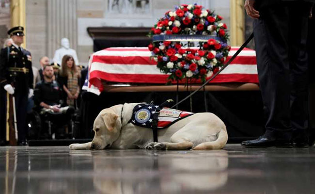 George HW Bush's Dog Starts Job With Wounded US Service Members, Veteran
