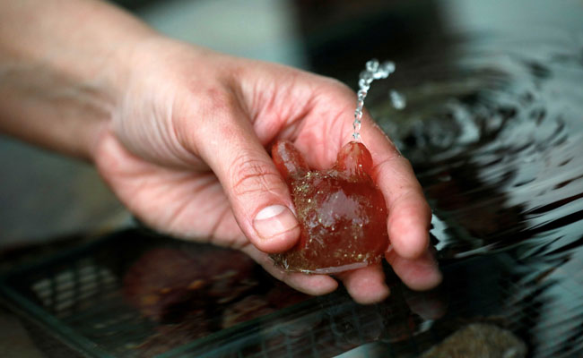 This Rubbery Sea Creature Can Help Combat Pollution In Oceans. Here's How