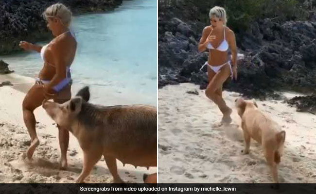 फोटोशूट करा रही थी मॉडल, पीछे से भागता हुआ आया सूअर और ऐसे किया हमला, देखें VIDEO