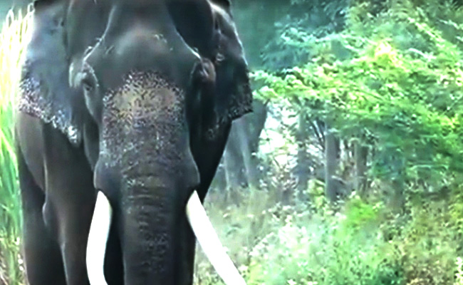 Singapore To Ban Sale Of Elephant Ivory From 2021
