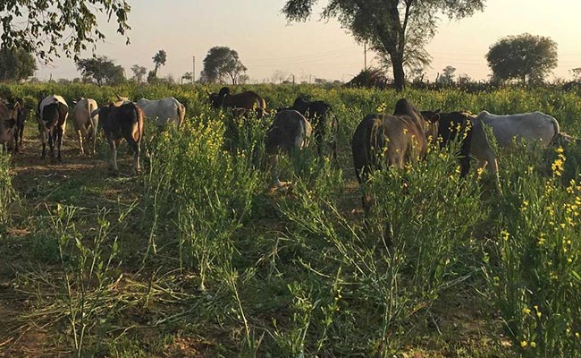 In Yogi Adityanath's Budget No. 3, A Significant Mark Up For Cow Welfare