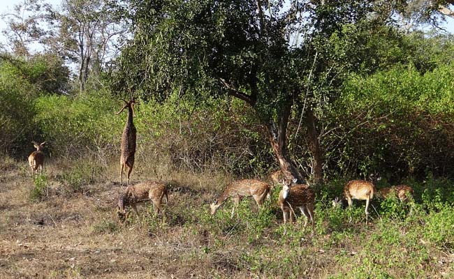 4 Black Bucks, Spotted Deer Among 9 Animals Found Dead In Rescue Centre