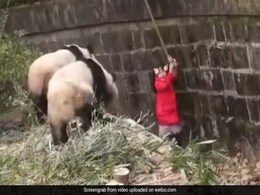 खूंखार जानवर के बाड़े में गिर गई लड़की, रुक गईं लोगों की सांसे, वायरल हुआ VIDEO खूंखार जानवर के बाड़े में गिर गई लड़की, रुक गईं लोगों की सांसे, वायरल हुआ VIDEO