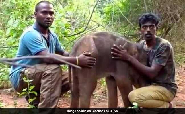 Baby Elephant Falls Into Trench, Rescued After 3 Hours In Tamil Nadu