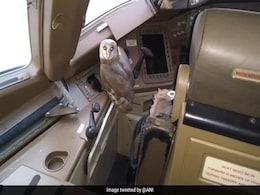 Owl Found In Jet Airways Plane Cockpit At Mumbai Airport Owl Found In Jet Airways Plane Cockpit At Mumbai Airport