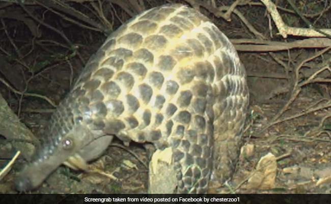 New Footage Released Of Rare Giant Pangolins In Africa
