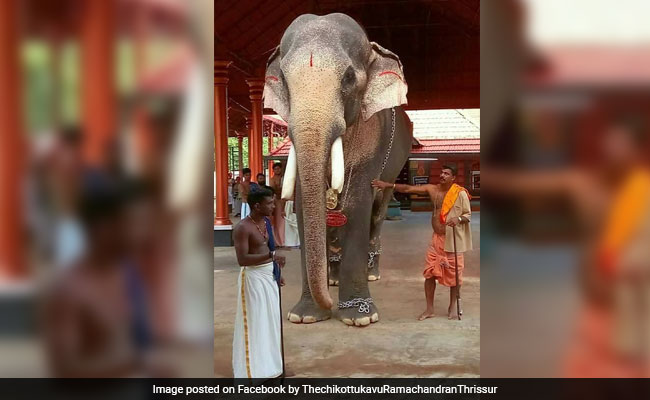 2 Dead After Elephant Brought To House Warming Tramples Them In Kerala