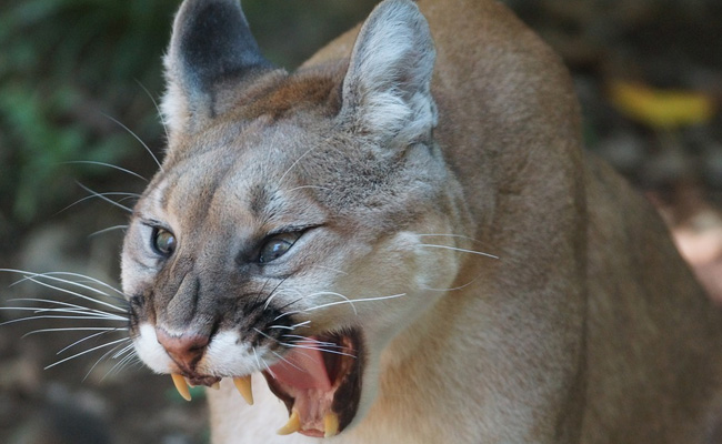 Woman Breaking Up 'Dog Fight' Accidentally Grabs Mountain Lion