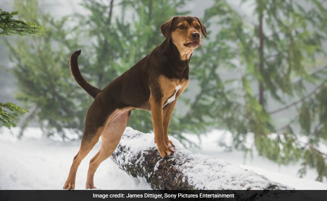 How A Stray Puppy Rescued From A Trash Pit Became A Movie Star