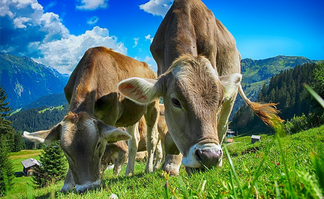 "Moo Love": Cows Get Their Own Tinder-Style App For Breeding