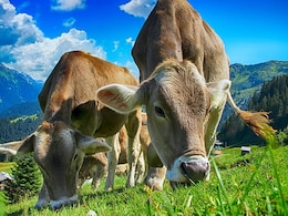 Unbelievable! West Indies League Cricket Match Cancelled As Cows Damage Part Of Field