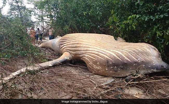 36-Foot Whale Found Dead... In The Middle Of Amazon Jungle