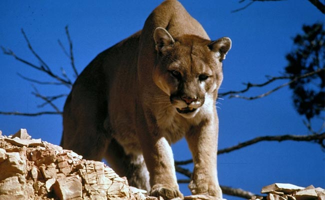 Mountain Lion Attacks A Couple Relaxing In Hot Tub While On Vacation