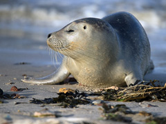 Thousands Of Seals Found Dead In Namibia