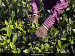 All In The Leaves: Indian Tea Sales To Wilt As Kenyan Crop Jumps All In The Leaves: Indian Tea Sales To Wilt As Kenyan Crop Jumps