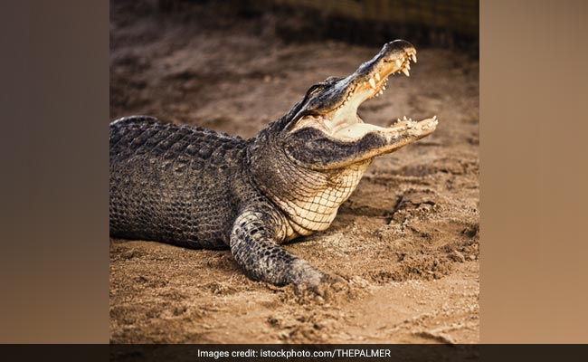 Woman Hears Knocking On Door, Finds 10-Foot Alligator Outside