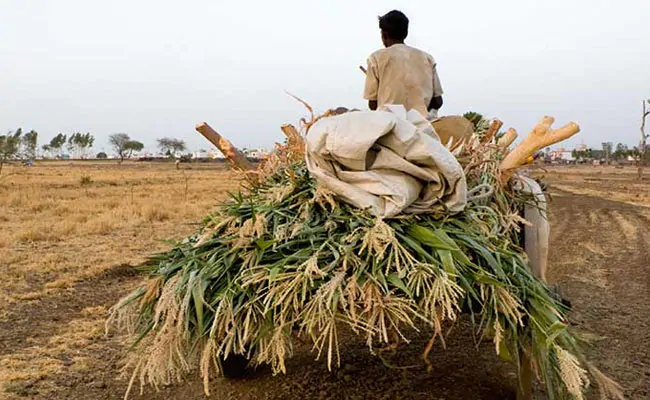 Maharashtra Farmer, Farm Labourer Die By Suicide Over Loan Payments: Cops