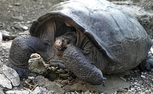 Giant Tortoise, Thought To Be Extinct, Found After 100 Years