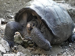 Giant Tortoise, Thought To Be Extinct, Found After 100 Years Giant Tortoise, Thought To Be Extinct, Found After 100 Years