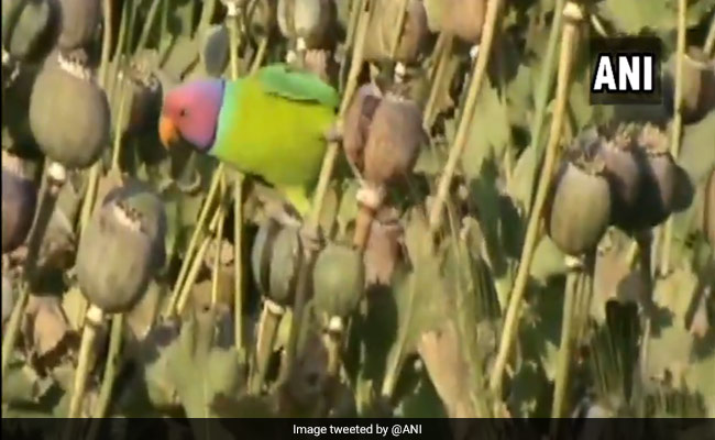 "Opium-Addicted" Parrots Affecting Poppy Cultivation In Madhya Pradesh