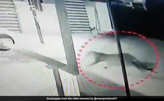 CM के घर के पास दिखा तेंदुआ, लोगों ने देखा तो फैली दहशत, वायरल हुआ VIDEO